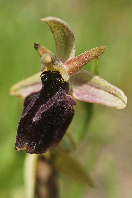 Ophrys ferrum-equinum x herae, Samos,  Südost/Southeast 18.4.2022 (Photo: Helmut Presser)