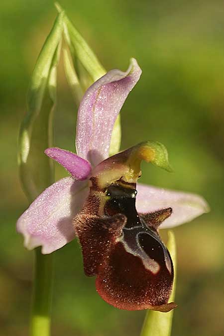 Ophrys icariensis \ Ikaria-Ragwurz, Ikaria,  Süden 9.4.2022 (Photo: Helmut Presser)