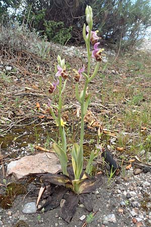 Ophrys calypsus / Calypso Bee Orchid, Samos,  Pyrgos 18.4.2017 