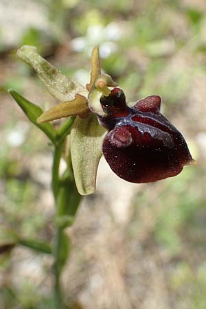 Ophrys herae \ Hera-Ragwurz / Hera Orchid, Samos,  Paleokastro 11.4.2017 