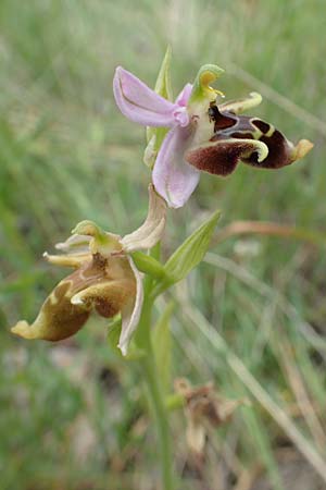 Ophrys samiotissa \ Samiotische Ragwurz, Samos,  Spatharei 17.4.2017 
