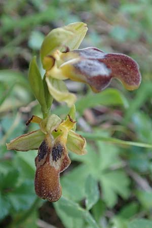 Ophrys parosica \ Paros-Ragwurz, Samos,  Potami 15.4.2017 
