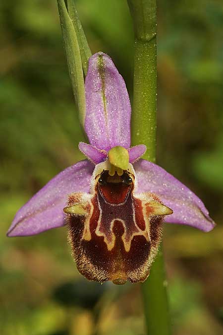Ophrys samiotissa \ Samiotische Ragwurz, Samos,    18.4.2022 (Photo: Helmut Presser)