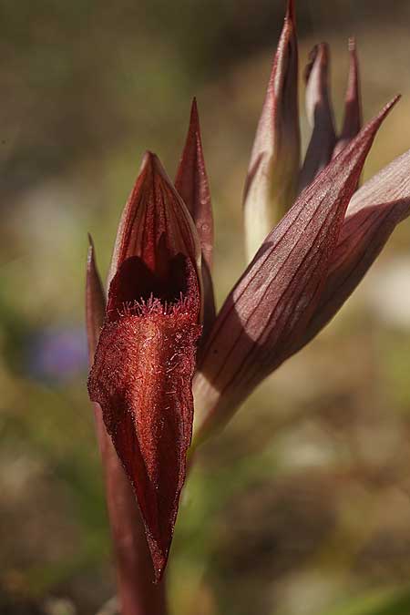 Serapias orientalis subsp. cycladum \ Kykladen-Zungenständel / Cyclades Serapias, Ikaria,  Süden/South 12.4.2022 (Photo: Helmut Presser)