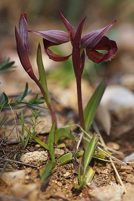 Serapias orientalis subsp. cycladum \ Kykladen-Zungenständel / Cyclades Serapias, Ikaria,  Süden/South 12.4.2022 (Photo: Helmut Presser)