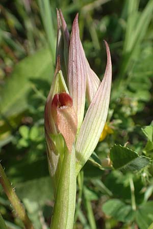 Serapias parviflora \ Kleinblütiger Zungenständel / Small Tongue Orchid, Samos,  Psili Ammos 16.4.2017 