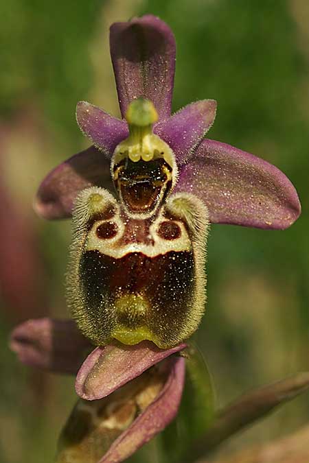 Ophrys tenthredinifera subsp. villosa x umbilicata, Samos,  Südost/Southeast 18.4.2022 (Photo: Helmut Presser)