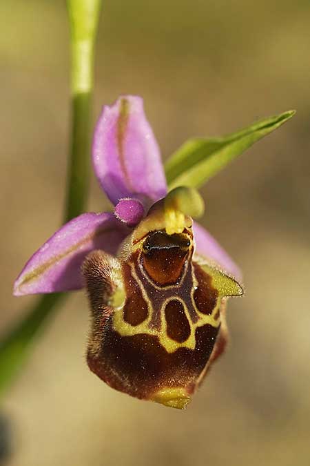 Ophrys holoserica subsp. vanbruggeniana \ Van-Bruggen-Ragwurz / Van Bruggen's Bee Orchid, Samos,  Südosten/Southeast 22.4.2022 (Photo: Helmut Presser)