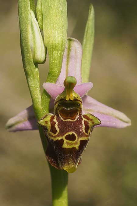 Ophrys holoserica subsp. vanbruggeniana \ Van-Bruggen-Ragwurz / Van Bruggen's Bee Orchid, Samos,  Südosten/Southeast 22.4.2022 (Photo: Helmut Presser)