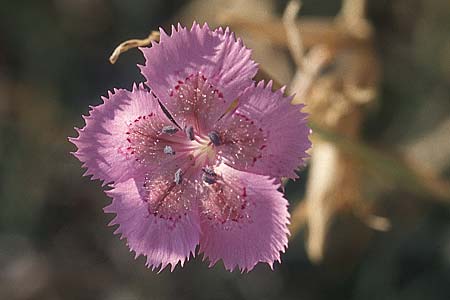 Dianthus zonatus \ Zonierte Nelke / Zoned Pink, TR Antalya 15.11.2003