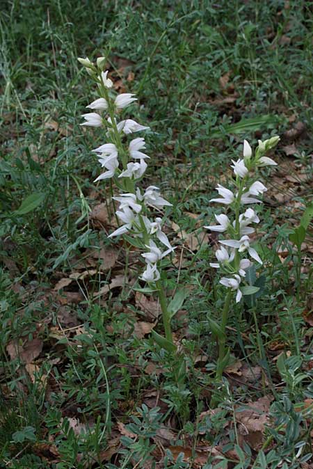 Cephalanthera kurdica / Kurdish Helleborine, TR  Basyayla - Karaman 23.5.2010 (Photo: Jan & Liesbeth Essink)