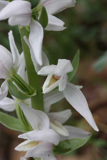 Cephalanthera kurdica / Kurdish Helleborine, TR  Basyayla - Karaman 23.5.2010 (Photo: Jan & Liesbeth Essink)