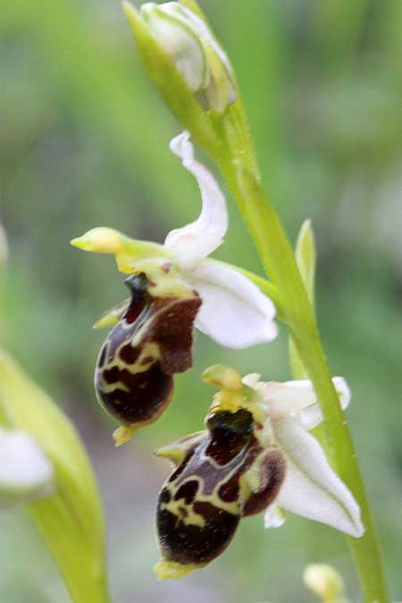 Ophrys hygrophila \ Wasserliebende Ragwurz / Water-Loving Bee Orchid, TR  Bademli - Antalya 12.5.2010 (Photo: Jan & Liesbeth Essink)
