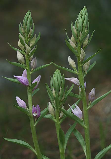 Cephalanthera kurdica / Kurdish Helleborine, TR  Kemer 30.3.2016 (Photo: Helmut Presser)