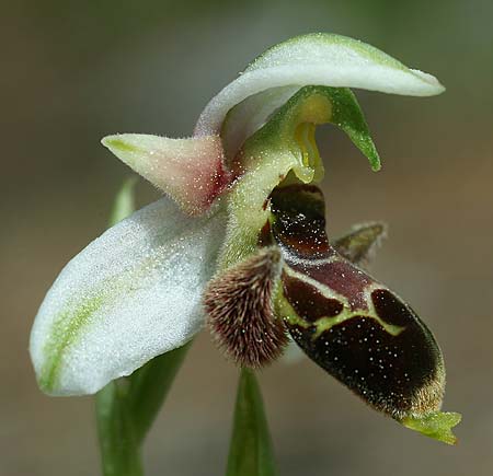 Ophrys lapethica subsp. pamphylica \ Pamphylische Ragwurz, TR  Oymapinar 24.3.2016 (Photo: Helmut Presser)