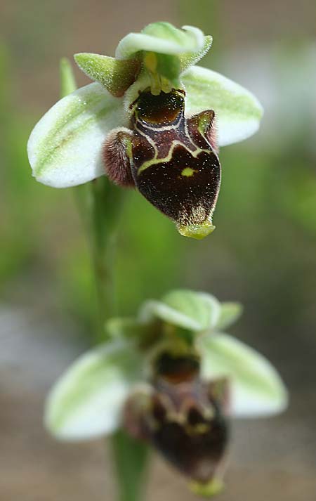 Ophrys lapethica subsp. pamphylica \ Pamphylische Ragwurz, TR  Oymapinar 24.3.2016 (Photo: Helmut Presser)
