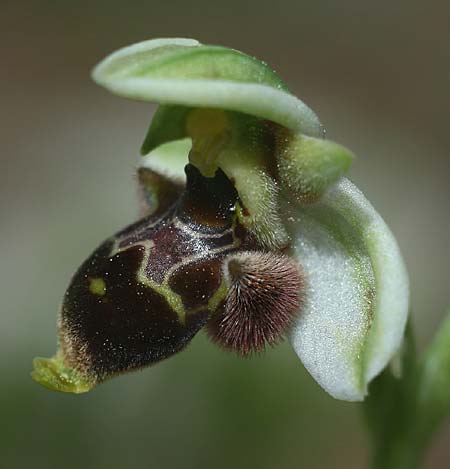 Ophrys lapethica subsp. pamphylica \ Pamphylische Ragwurz, TR  Oymapinar 24.3.2016 (Photo: Helmut Presser)