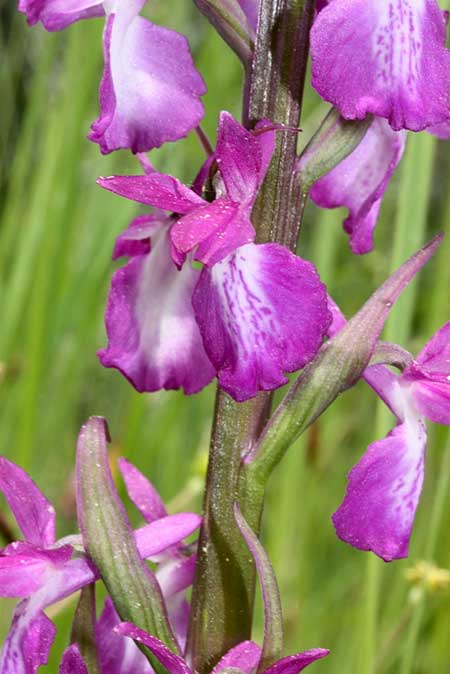 Anacamptis palustris subsp. elegans \ Elegantes Sumpf-Knabenkraut / Elegant Marsh Orchid, TR  Hacihali - Corum 1.5.2010 (Photo: Jan & Liesbeth Essink)