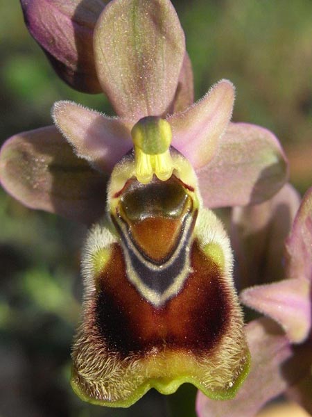 Ophrys tenthredinifera subsp. villosa / Eastern Sawfly Orchid, TR  Manavgat 18.2.2010 (Photo: Helmut Presser)