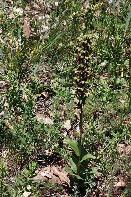 Epipactis turcica \ Türkische Ständelwurz / Turkish Helleborine, TR  Domanic - Kutahya 16.6.2010 (Photo: Jan & Liesbeth Essink)