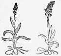 Orchis species, aus/from Fuchs (1543) Den nieuwen Herbarius